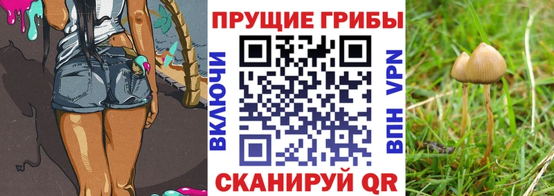 Псилоцибиновые грибы мухоморы  купить   Санкт-Петербург 